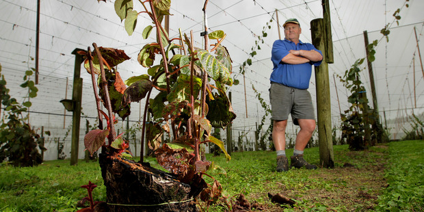 Kiwifruit grower Peter West, who discovered the first case of the bacteria late in 2010, was shocked to hear the report's estimates. Photo / Alan Gibson
