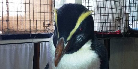 Katrina the lost Fiordland penguin. Photo / Supplied