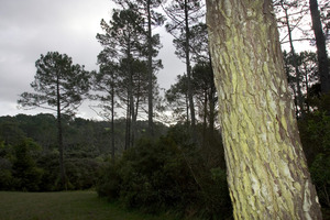 Trees are being grown purely for the carbon credits. Photo / Paul Estcourt