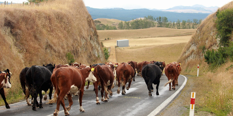 Agriculture could dramatically cut our emissions says the Sustainability Council's executive director, Simon Terry. Photo / File
