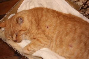 Tigger the cat from Papamoa was shot by air rifle pellets.