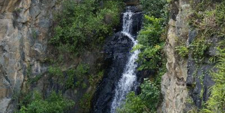 The Atlantic Forest in Brazil does not get the publicity of its Amazonian counterpart yet its place in the scheme of life is just as important because of the sheer density of species found here.