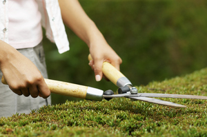 Give evergreen hedges a trim before winter sets in. Photo / Thinkstock