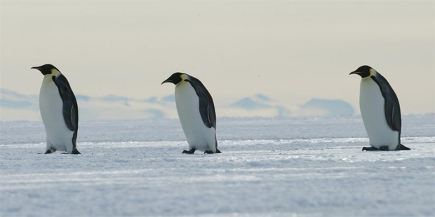 One hundred years on from Captain Robert Scott's ill-fated journey to the South Pole, there are a number of polar exploration options open to modern-day adventurers. Photo / Mark Mitchell