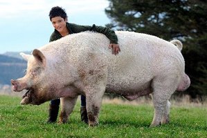Jack Thom (14) of Balclutha with Toby the Boar which is off the Cromwell. Photo / Peter McIntosh