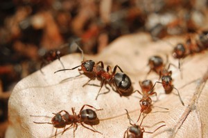 Ants are a scourge at this time of year. Photo / Thinkstock
