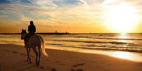 Travelling with a riding companion adds an extra dimension to your destination. Photo / Thinkstock