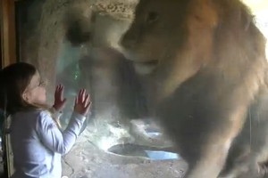 Sofia the lion tamer. Photo / Youtube