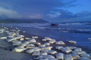 A container lies in the surf, and bags believed to be containing milk powder, litter the sand at Waihi Beach. Photo / Sam Anderson