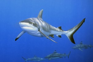 Shark numbers have declined by 90 per cent worldwide. Photo / Thinkstock