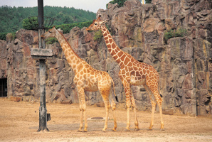 Two giraffes at a zoo in central Poland's Lodz died of stress. Photo / Thinkstock