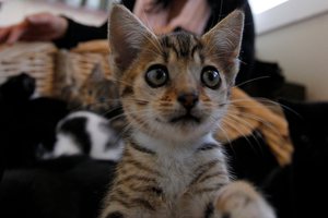 The SPCA wants owners of more than four cats registered and their pets kept inside at night. Photo / Christine Cornege