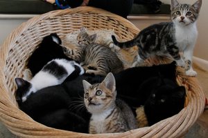 Simone Brennan has five cats and 16 kittens, and says having to keep them inside at night would be terrible. Photo / Christine Cornege