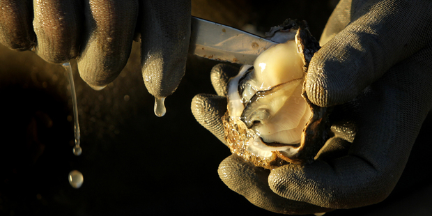 New Zealand's oyster industry has been decimated by a herpes virus in the past two years. Photo / Alan Gibson