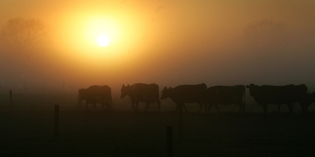 Over 85 per cent of the world's milk is traded through co-operatives. Photo / Alan Gibson