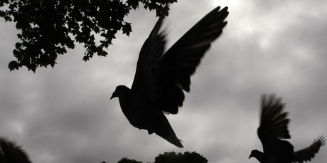 Birdwatching in Cornwall Park means discoveries like this abandoned nest. Photo / Steven McNicholl