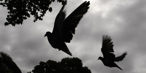 Birdwatching in Cornwall Park means discoveries like this abandoned nest. Photo / Steven McNicholl