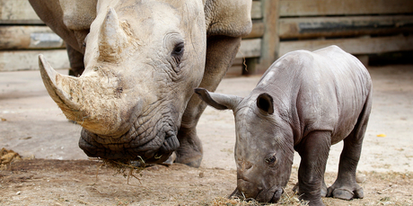 The zoo has a new baby rhino, born in March to mother Moesha. Photo / Christine Cornege