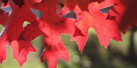 Autumn sees trees including the scarlet oak in all their finery. Photo / Katikati Advertiser