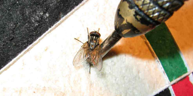 Fly dartboard. Photo / Supplied