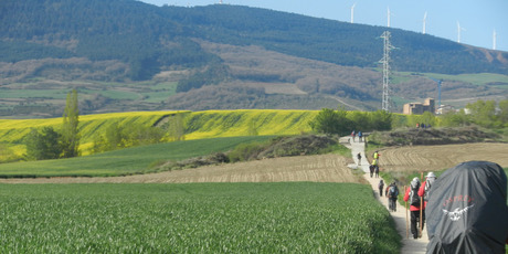 Walking through fields of canola en route to Puenta la Reina. Photo / Simon Winter