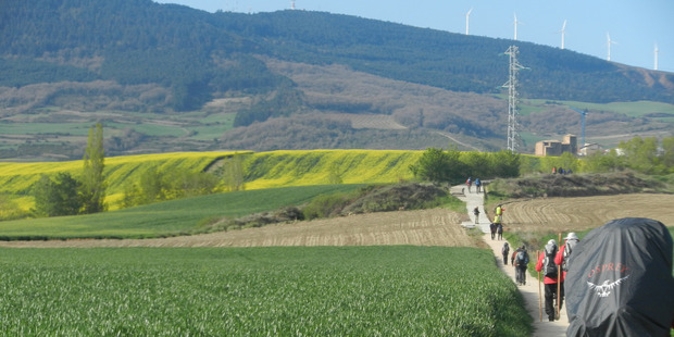 Walking through fields of canola en route to Puenta la Reina. Photo / Simon Winter