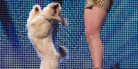 Pudsey performs at Britain's Got Talent. Photo / AP