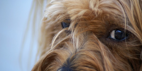 Canine companions may get you with their 'puppy dog' eyes, but no one knows the thought processes behind them. Now, researchers are trying to figure that out via fMRI scans. Photo / Thinkstock