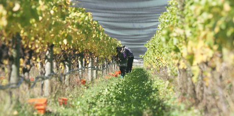 Urlar Estate in Gladestone, Wairarapa. Photo / Wairarapa Times-Age
