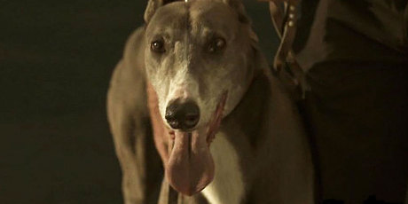 The dog from Hounds is having a name change. Photo / Supplied