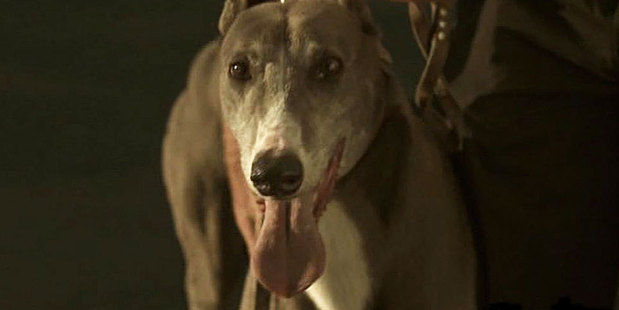 The dog from Hounds is having a name change. Photo / Supplied