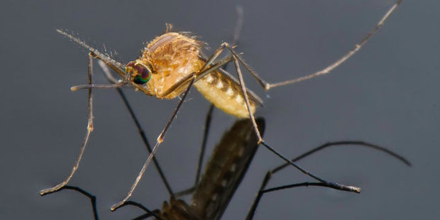 Mosquitoes infected with malaria have reportedly killed some 655,000 people in Africa. Photo / Thinkstock