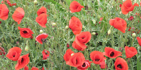 Poppies on the Gallipoli Peninsula mask the fact that so many lost their lives on the isolated headland. Photo / Jill Worrall