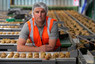 Te Puke growers like Marty Robinson who've lost their gold kiwifruit crops to Psa now face huge capital outlay to replant if they want to stay in the industry. Photo / Alan Gibson