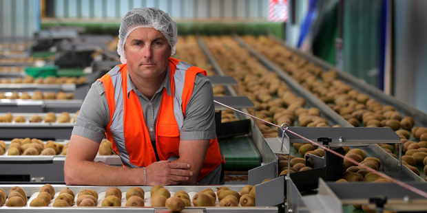 Te Puke growers like Marty Robinson who've lost their gold kiwifruit crops to Psa now face huge capital outlay to replant if they want to stay in the industry. Photo / Alan Gibson