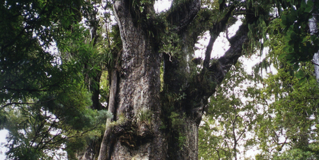 Waipoua Kauri Forest, Northland. Photo / Catherine Tudhope, DOC