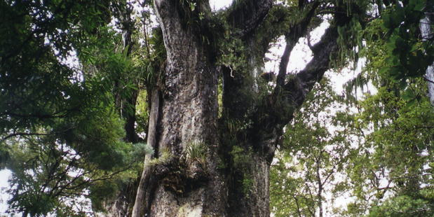Waipoua Kauri Forest, Northland. Photo / Catherine Tudhope, DOC