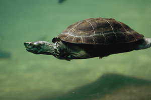 Freshwater turtles are crucial to river, creek, lake and pond ecosystems. Photo / Thinkstock