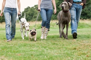 Dog owners have a responsibility to clean up after their animals.
Photo / Thinkstock
