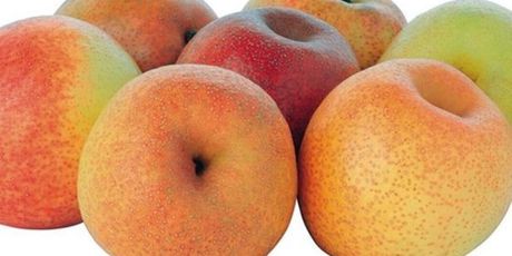 Papples - look like apples, taste like nashi pears. Photo / Supplied