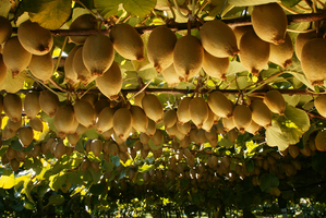Psa, the disease that attacks kiwifruit, has already caused a lot of damage. Photo / Supplied