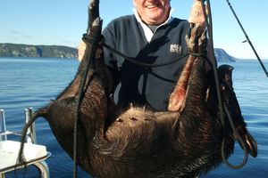 Bob Monteith with an 80lb wild sow he and a friend caught while fishing on Lake Taupo. Photo / Supplied