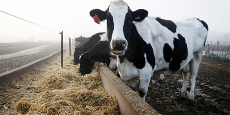 The new online tool for dairy farmers has been two years in the making. Photo / NZH