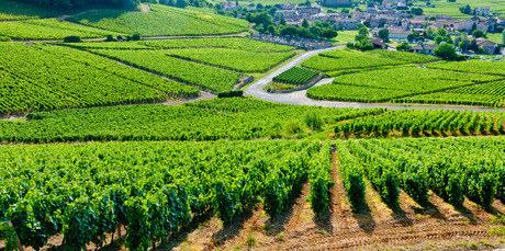 France's Burgundy region is a shrine to single vineyard wines. Photo / Thinkstock