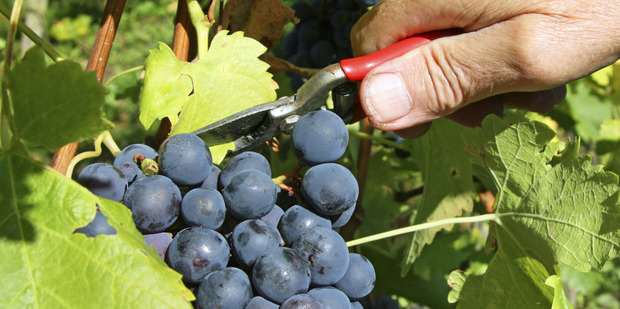 Many bankers and financial advisers advise against anything to do with growing grapes and making wine, however, for Harakeke Farm, going against such advice has proven beneficial. Photo / Thinkstock
