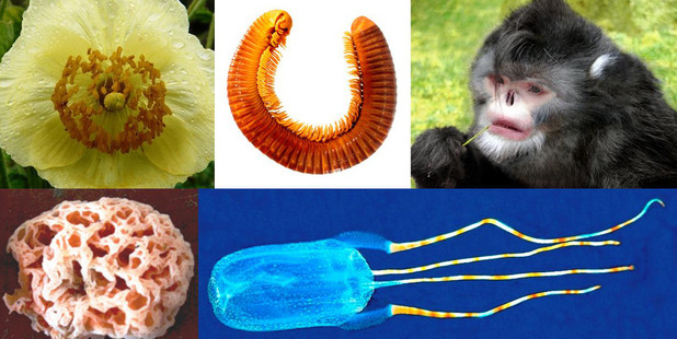 This top 10 list was whittled down from a selection of 200 newly discovered species'. Photo / Sara Pennak/International Institute for Species Exploration/Arizona State University