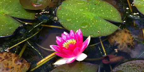 Waterlillies at Rapaura Watergardens. Photo / Nicky Park