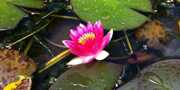 Waterlillies at Rapaura Watergardens. Photo / Nicky Park