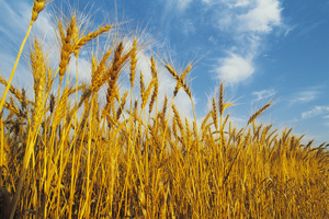 Scientists have linked the risk of liver failure and death to wheat being genetically modified in Australian tests. Photo / Thinkstock