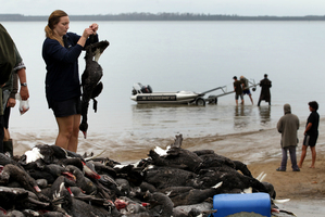 Bay of Plenty Polytechnic marine studies student Ashleigh Browne records the weight of swans shot by hunters on the Tauranga Harbour yesterday. Photo / Alan Gibson